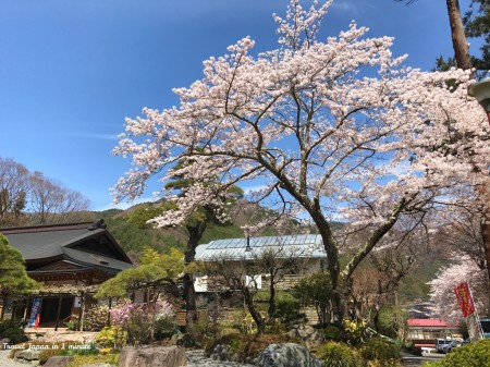 Cherry blossoms at Shohukuji temple Chureito pagoda at near Arakurayama Sengen Park