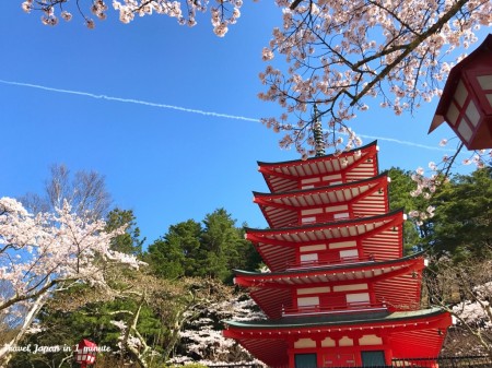 Chureito pagoda and cherry blossoms at Arakurayama Sengen Park