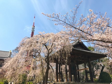 Cherry blossoms and Daibonsho with Tokyo tower in Zojoji temple