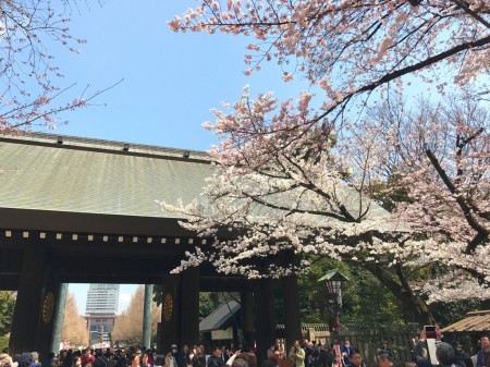 Cherry blossoms at Shinmon in Yasukuni shrine