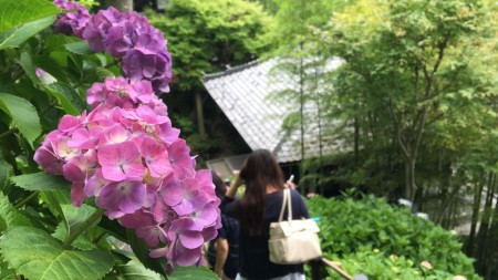 hydrangea in Hase temple in Kamakura