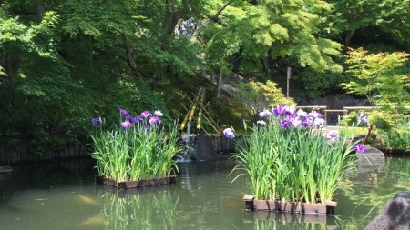 Iris in Hase temple in Kamakura