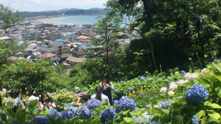 hydrangea in Hase temple in Kamakura