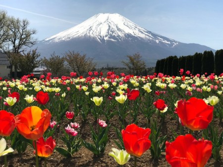 Chulips at Hanano Miyako Koen park