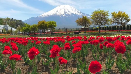 Chulips at Hanano Miyako Koen park