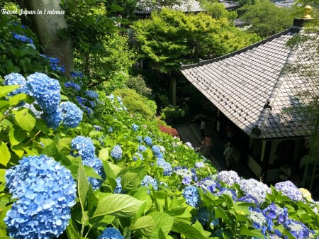 Kyozo and hydrangea at Hase Temple in Kamakura