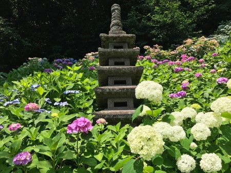 Stone statue and hydrangea at Hase Temple in Kamakura