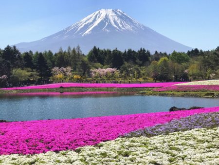 Fuji Shibazakura festival