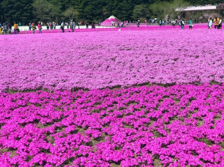 Fuji Shibazakura Festival