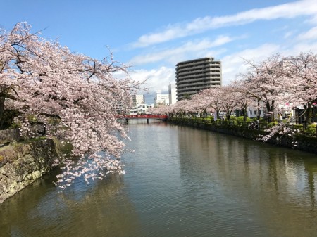 Cherry blossoms at the moat of Odawara castle