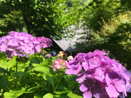 Kyozo and hydrangea at Hase Temple in Kamakura