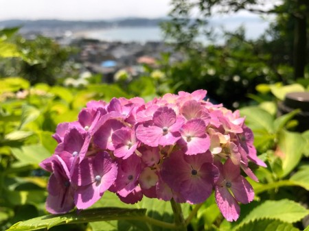 Hydrangea path at Hase Temple in Kamakura