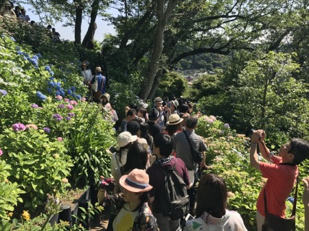 Hydrangea walking path at Hase Temple in Kamakura