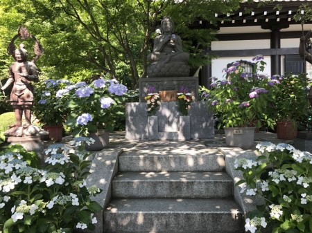 Hydrangea and the Buddha statue at Hase Temple in Kamakura