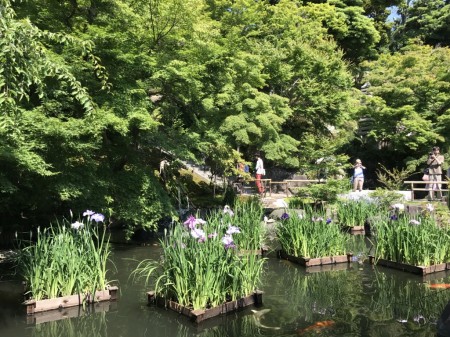 Iris pond at Hase Temple in Kamakura