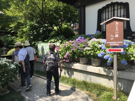 Hydrangea path at Hase Temple in Kamakura