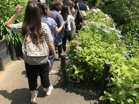 Hydrangea path at Hase Temple in Kamakura