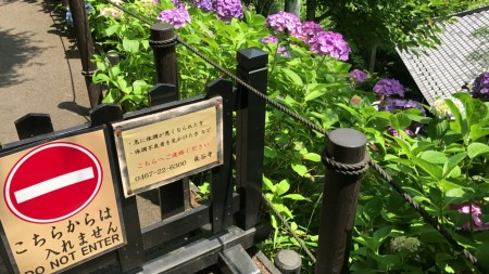 Hydrangea path at Hase Temple in Kamakura