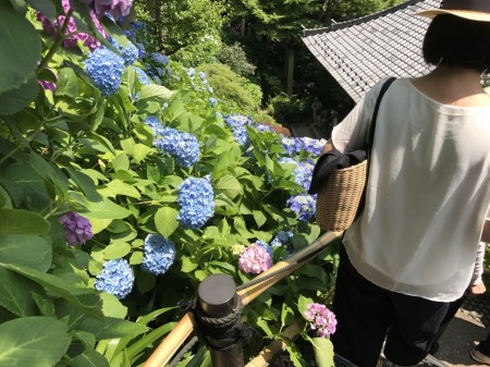 Hydrangea path at Hase Temple in Kamakura