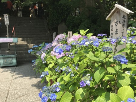 Hydrangea at Hase Temple in Kamakura