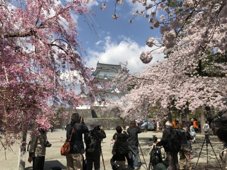 Castle tower and cherry blossoms in Odawara castle