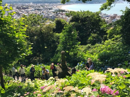 Hydrangea path at Hase Temple in Kamakura