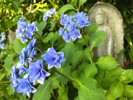 Hydrangea and the buddha statue at Hase Temple in Kamakura