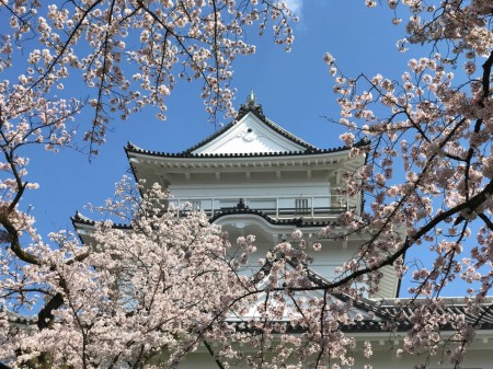 Castle tower and cherry blossoms in Odawara castle