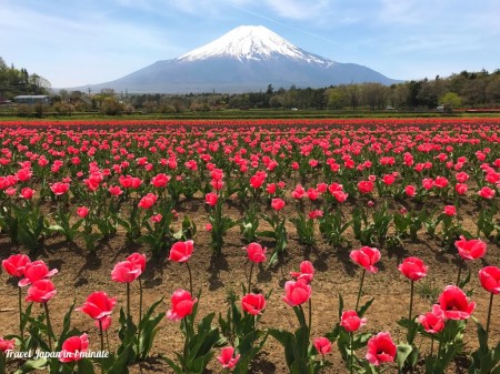 Tulips at Hanano Miyako Koen park