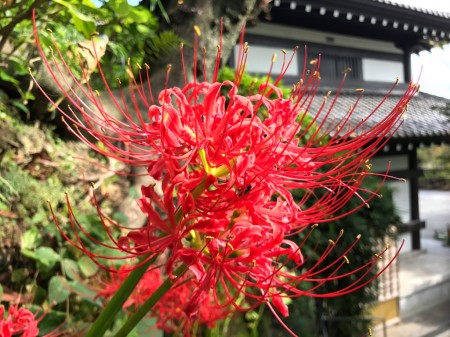 spider lily in Hase Temple