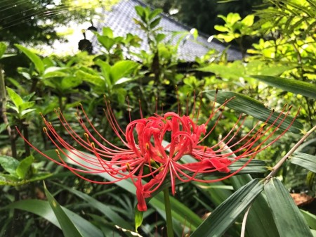 spider lily in Hase Temple