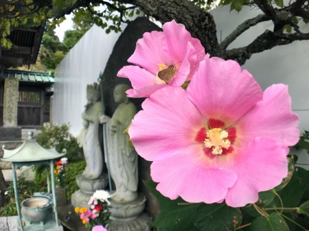 Pink cotton rose in Hase Temple