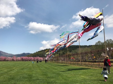 Carp streamers and cherry blossoms Hanano at Miyako Koen park