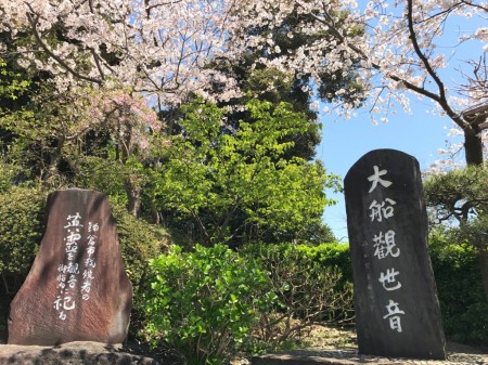 Cherry blossoms at Ofuna Kannon-ji temple