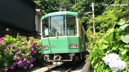 Hydrangea and Enoden line at Goryo Jinja shrine in Kamakura