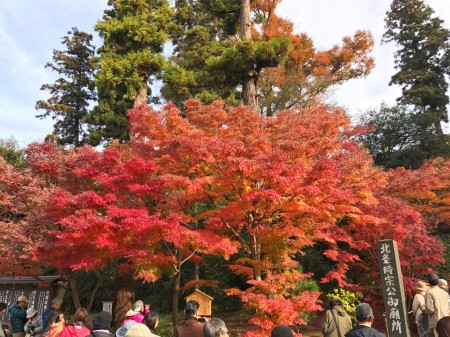 Autumn leaves in Engakuji temple