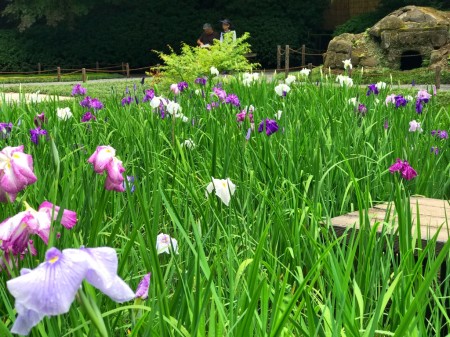 Iris field at Meigetsuin in Kamakura