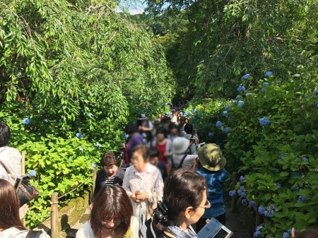 Meigetsuin in Kamakura