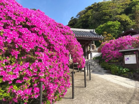 Azalea at Anyoin temple in Kamakura