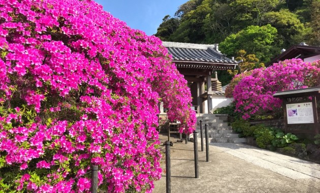 Azalea at Anyoin temple in Kamakura