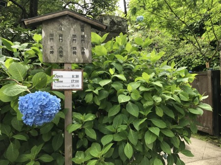 Entrance at Meigetsuin in Kamakura