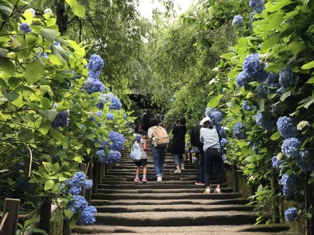 Meigetsuin in Kamakura