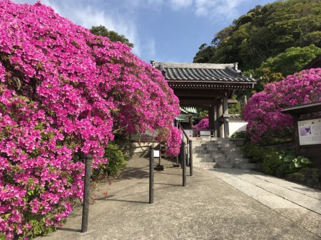 Azalea at Anyoin temple in Kamakura