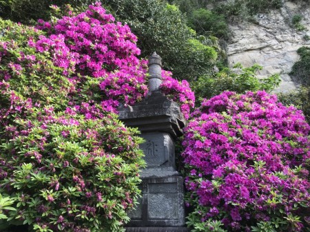 Azalea at Anyoin temple in Kamakura