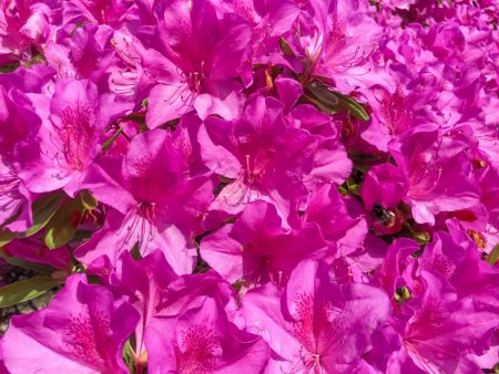 Azalea at Anyoin temple in Kamakura