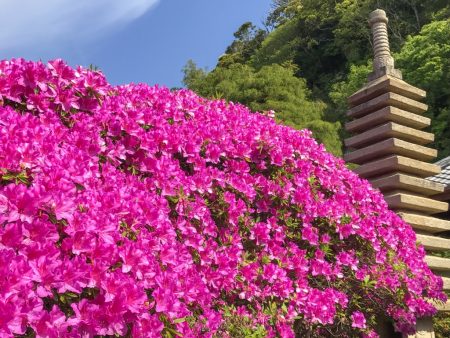 Azalea at Anyoin temple in Kamakura