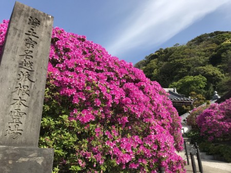 Azalea at Anyoin temple in Kamakura