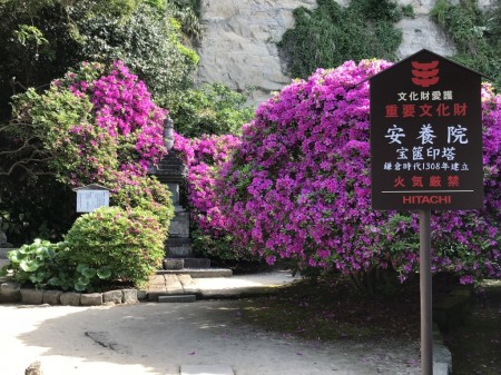 Azalea at Anyoin temple in Kamakura