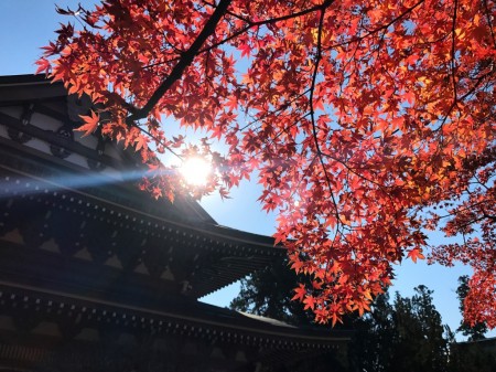 Autumn leaves at Butsuden in Engakuji temple in Kamakura