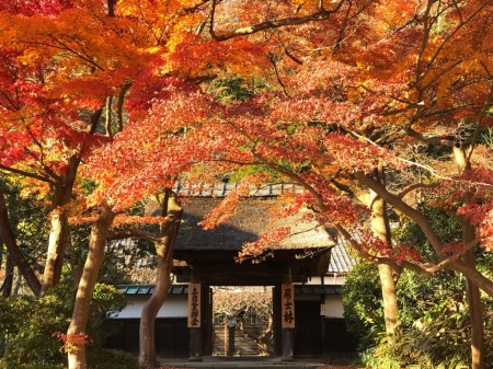 Autumn leaves at Kojirin in Engakuji temple in Kamakura